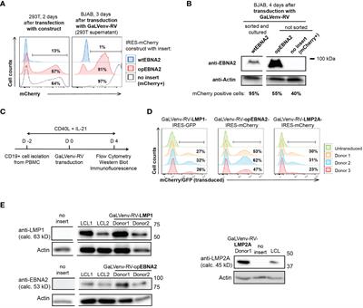 LMP1 and EBNA2 constitute a minimal set of EBV genes for transformation of human B cells